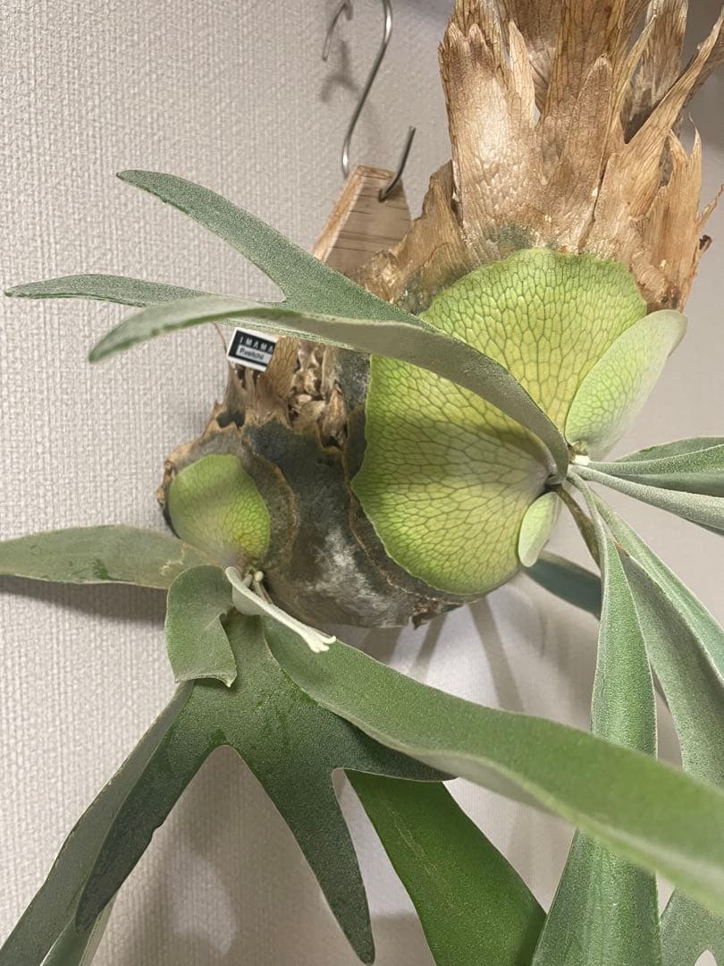 ビカクシダ　veitchii from@IMAMA