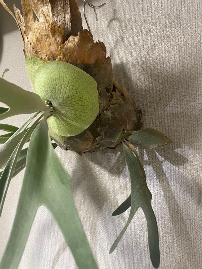 ビカクシダ　veitchii from@IMAMA