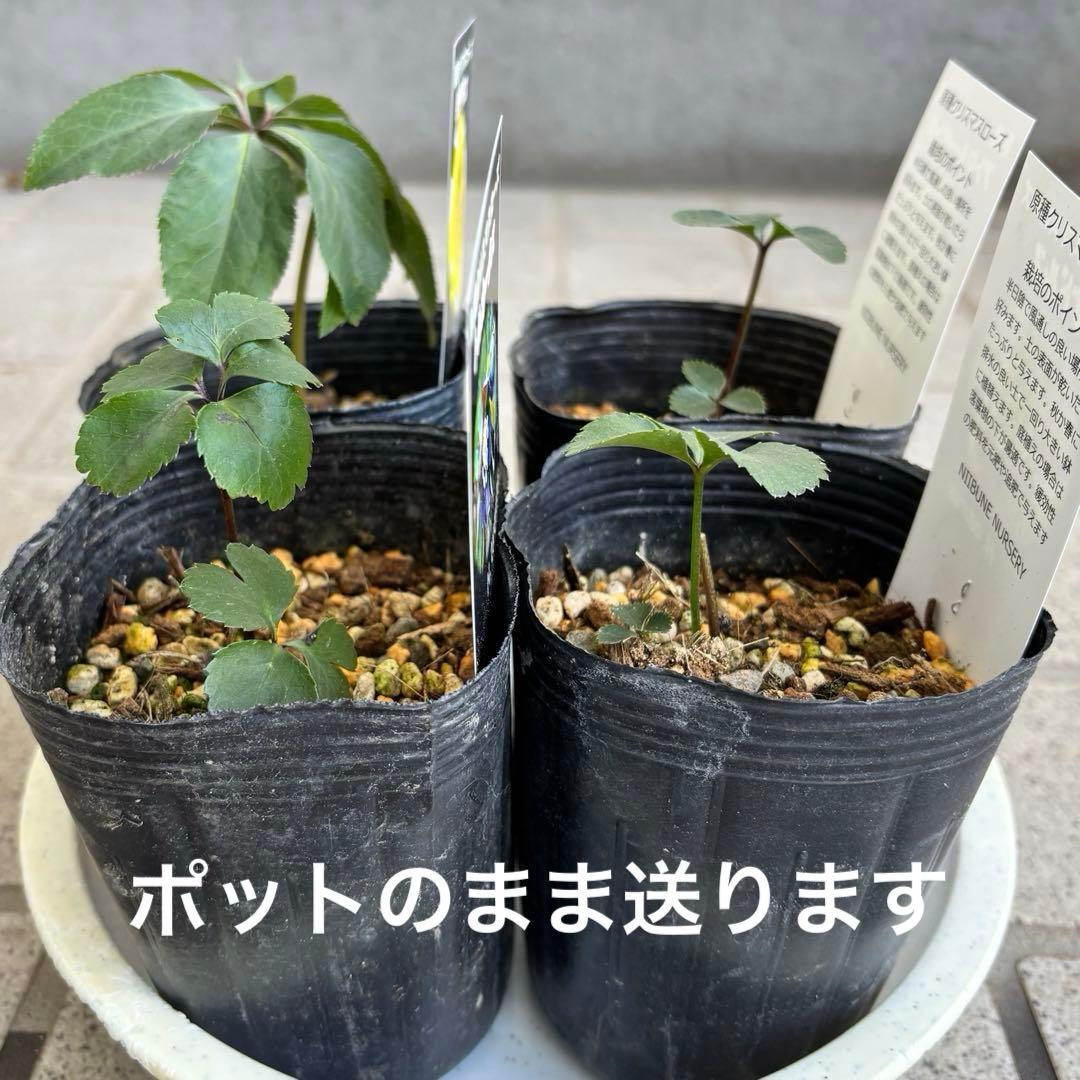原種　クリスマスローズ 苗　クリロー　希少　クリスマスローズ