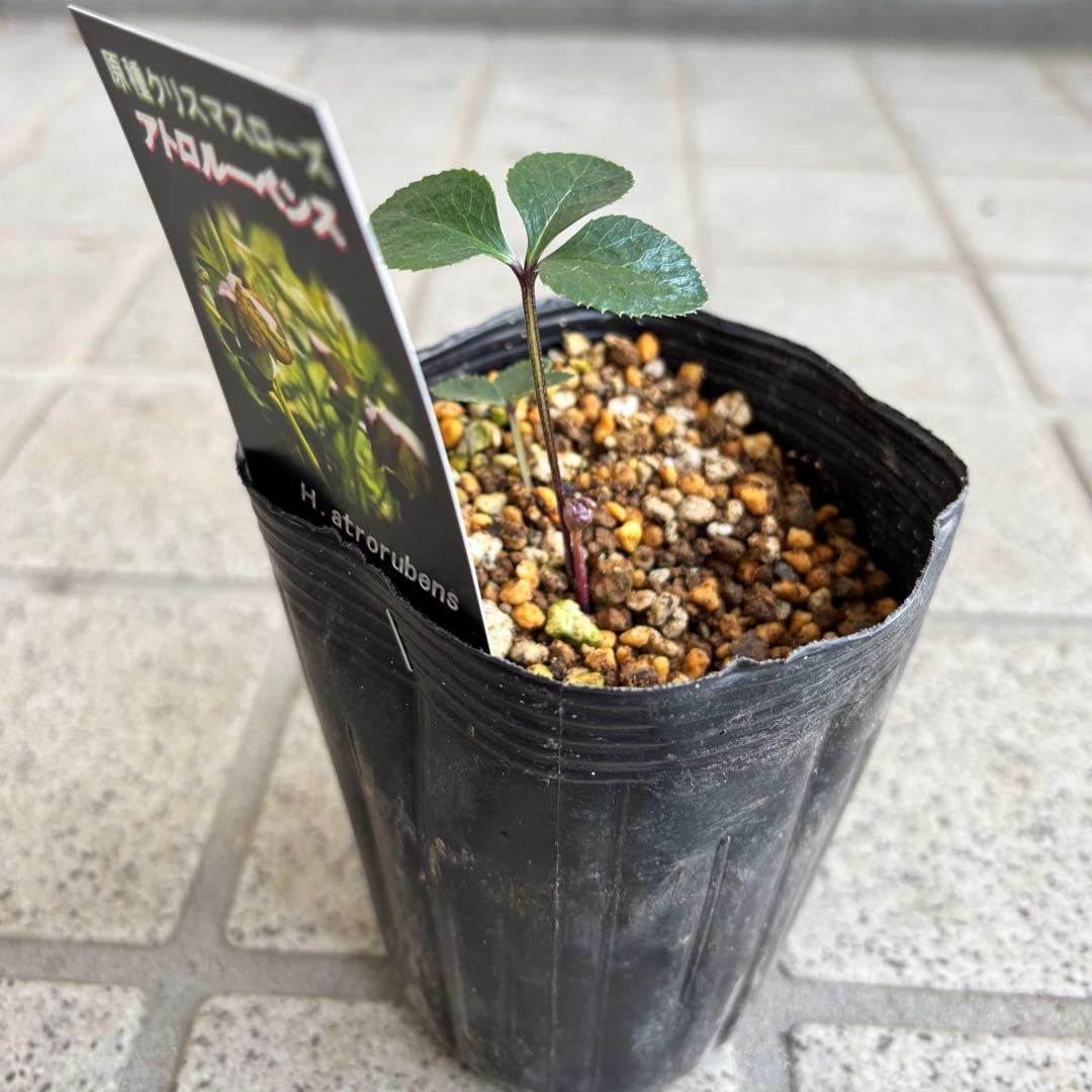 原種　クリスマスローズ 苗　クリロー　希少　クリスマスローズ