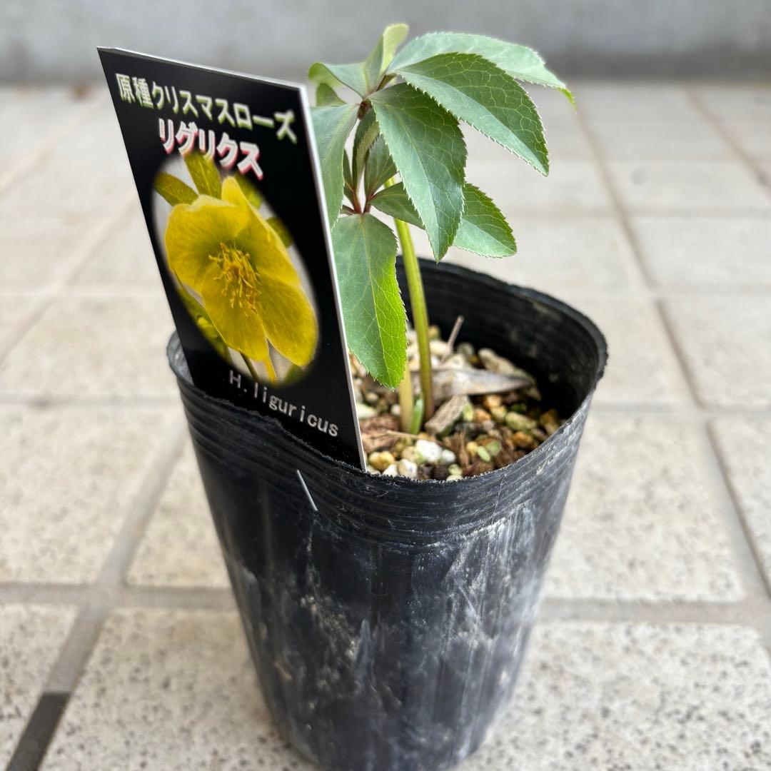原種　クリスマスローズ 苗　クリロー　希少　クリスマスローズ