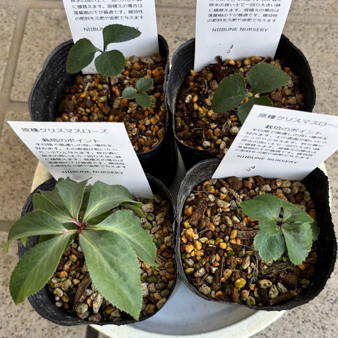 原種　クリスマスローズ 苗　クリロー　希少　クリスマスローズ