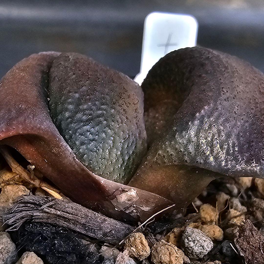 メルカリ便発送&ロウルサンコさんラベル付き☆ガステリア 臥牛十兵衛