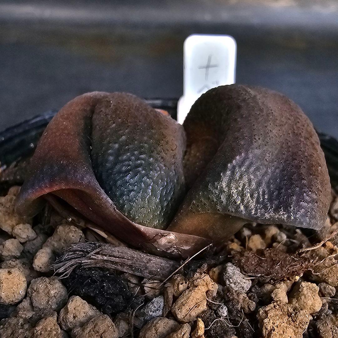 メルカリ便発送&ロウルサンコさんラベル付き☆ガステリア 臥牛十兵衛