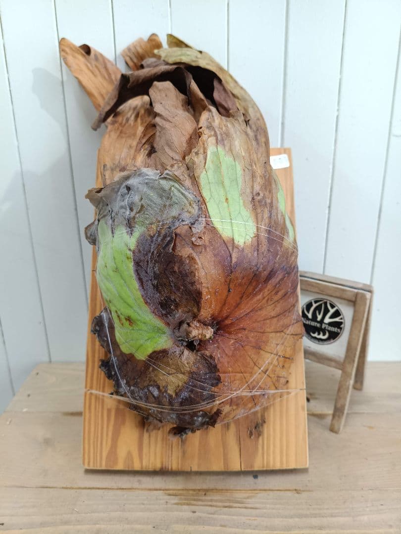 BIG8ページX505　A268リドレイ、コロナリウム