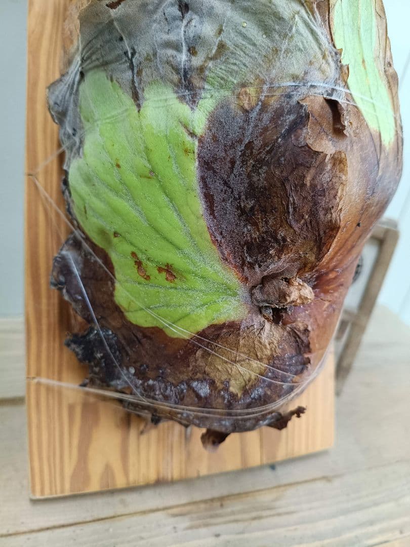 BIG8ページX505　A268リドレイ、コロナリウム