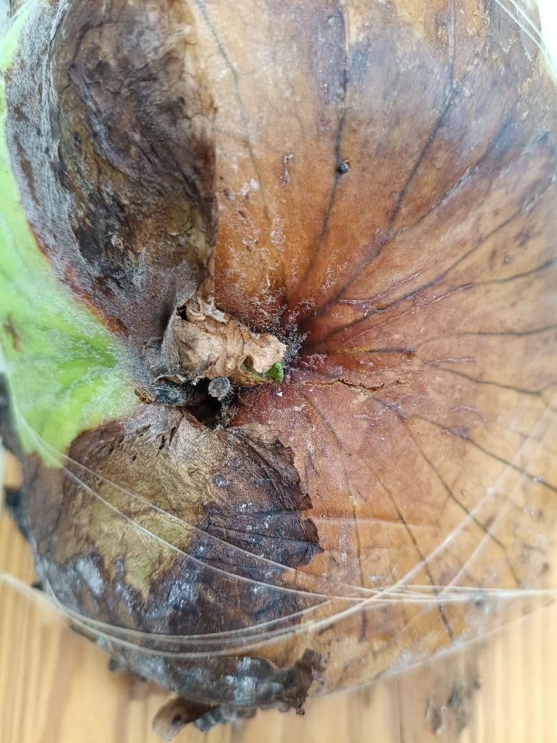 BIG8ページX505　A268リドレイ、コロナリウム