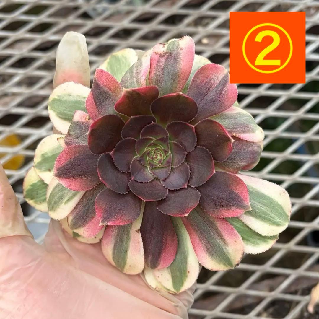 確認専用出品‼️アエオニウム　雨荷（2代） 法師錦　カット苗　ハロウィン　抜き苗