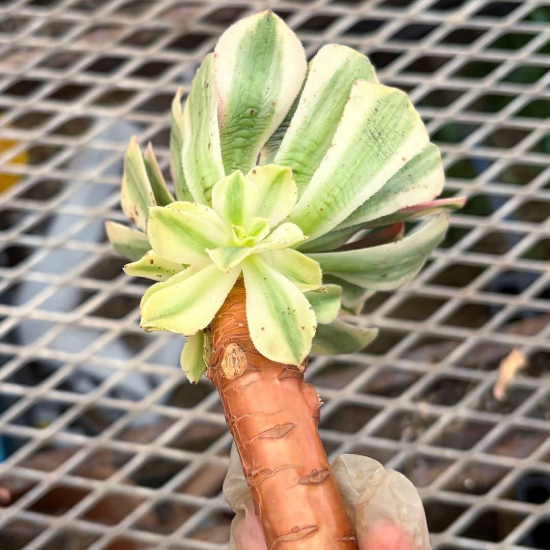 確認専用出品‼️アエオニウム　雨荷（2代） 法師錦　カット苗　ハロウィン　抜き苗