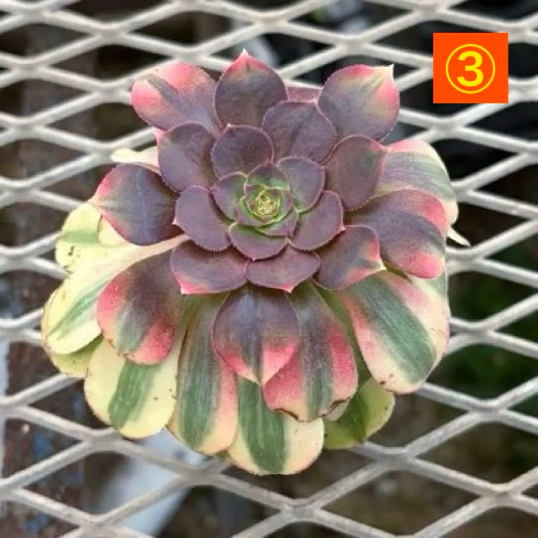 確認専用出品‼️アエオニウム　雨荷（2代） 法師錦　カット苗　ハロウィン　抜き苗