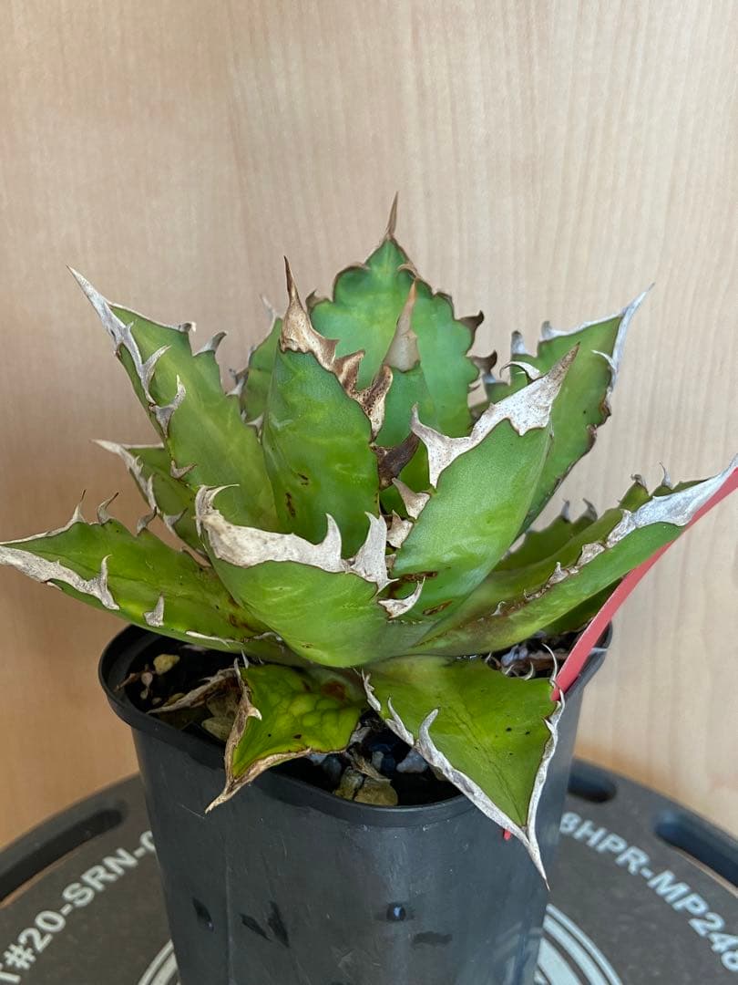 レッドキャットウィーズル　coyote アガベ　チタノタ　ゴリ猫