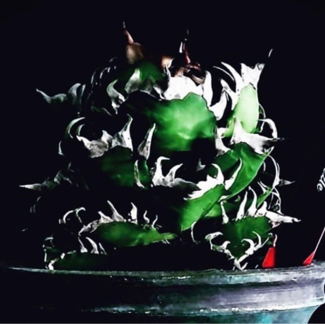 レッドキャットウィーズル　coyote アガベ　チタノタ　ゴリ猫