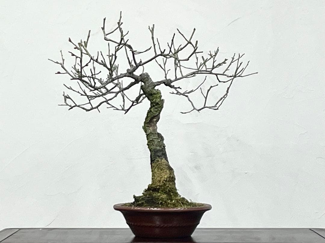 三河盆栽　野梅　盆栽　梅盆栽