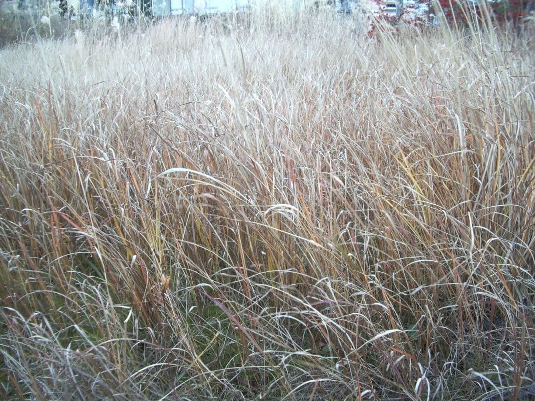 美品　PENTAX Optio S40　動作確認済み　スマホ転送