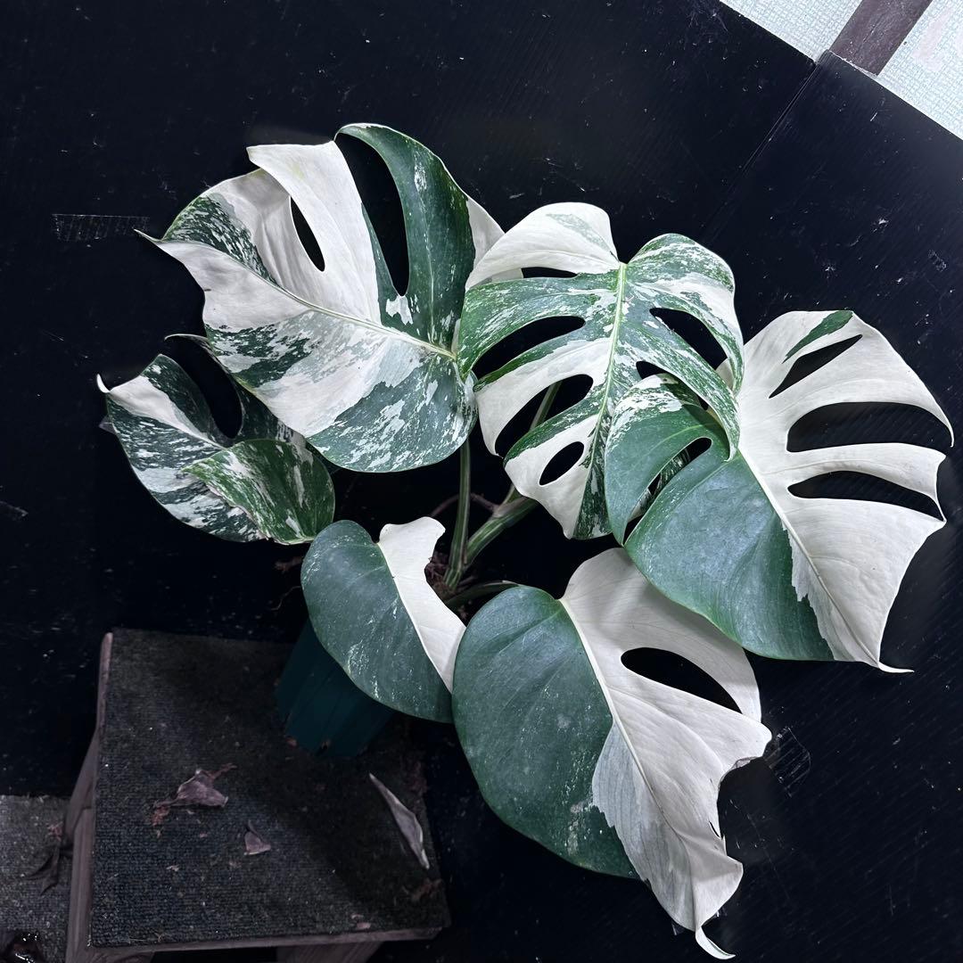 f*1様 斑入りモンステラ ホワイトタイガー極美大株50cm白斑多