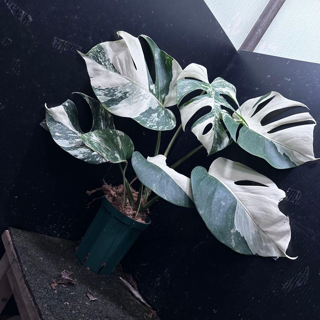 f*1様 斑入りモンステラ ホワイトタイガー極美大株50cm白斑多