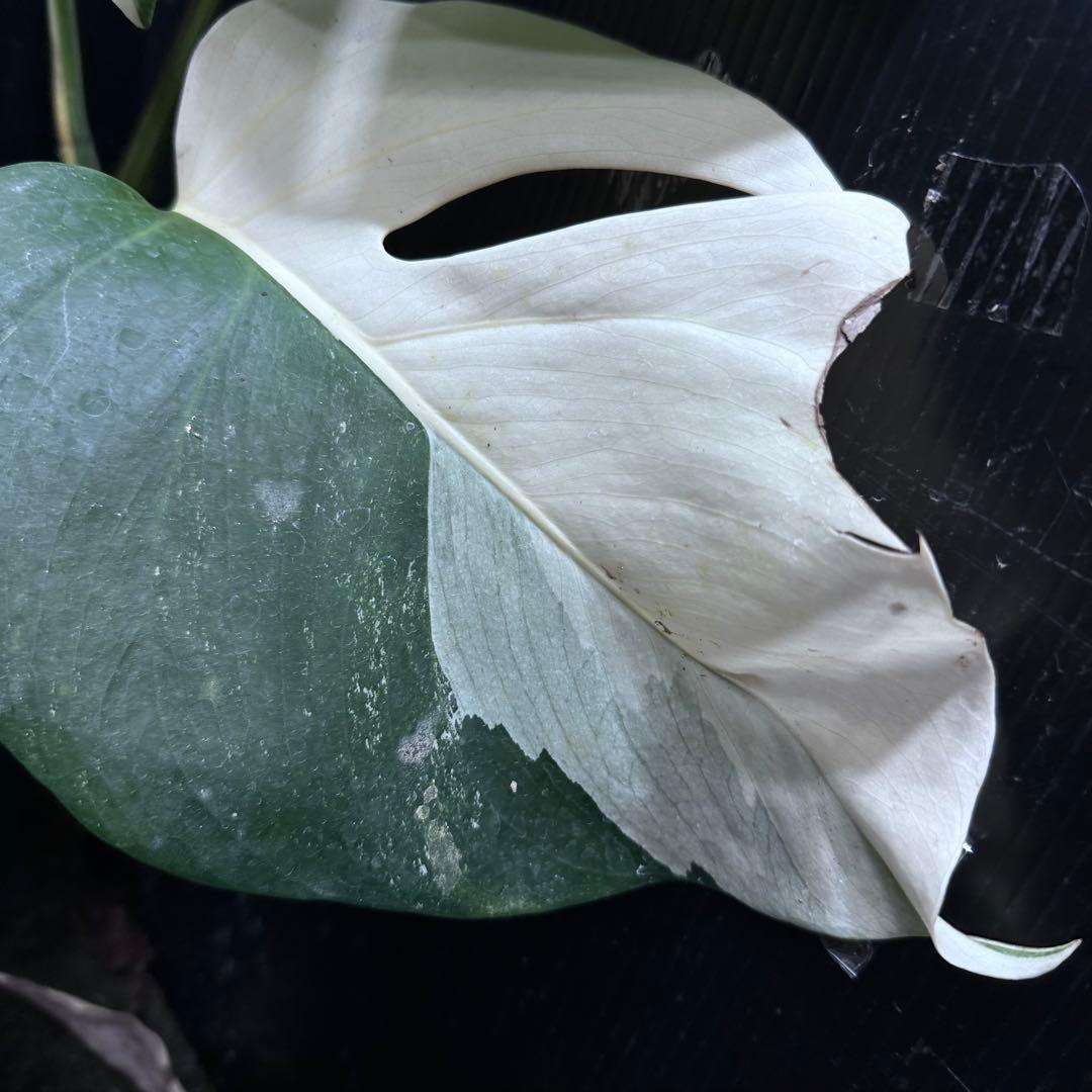 f*1様 斑入りモンステラ ホワイトタイガー極美大株50cm白斑多
