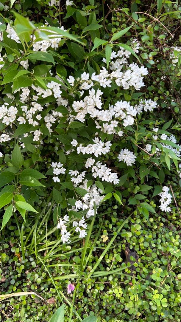 エトロの刺繍が素敵な麻のバックです。軽く使いやすいです。