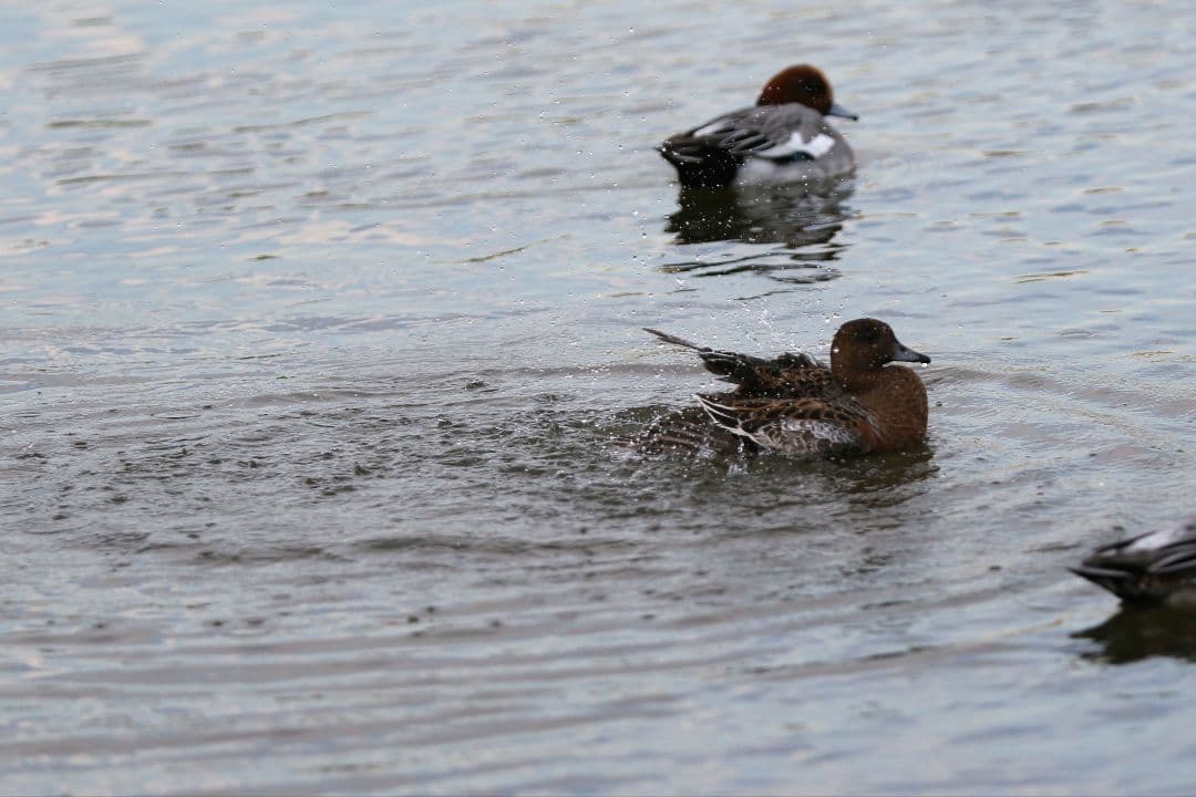 レンズ(ズーム) Canon EF 70-200mm f2.8 L IS II USM