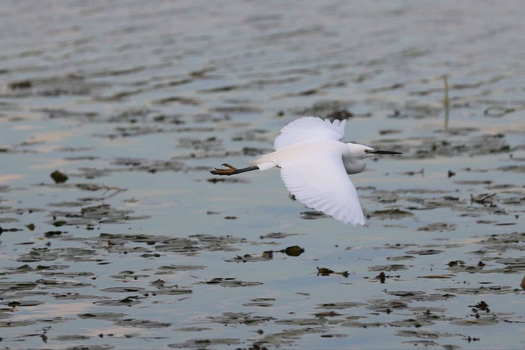 レンズ(ズーム) Canon EF 70-200mm f2.8 L IS II USM