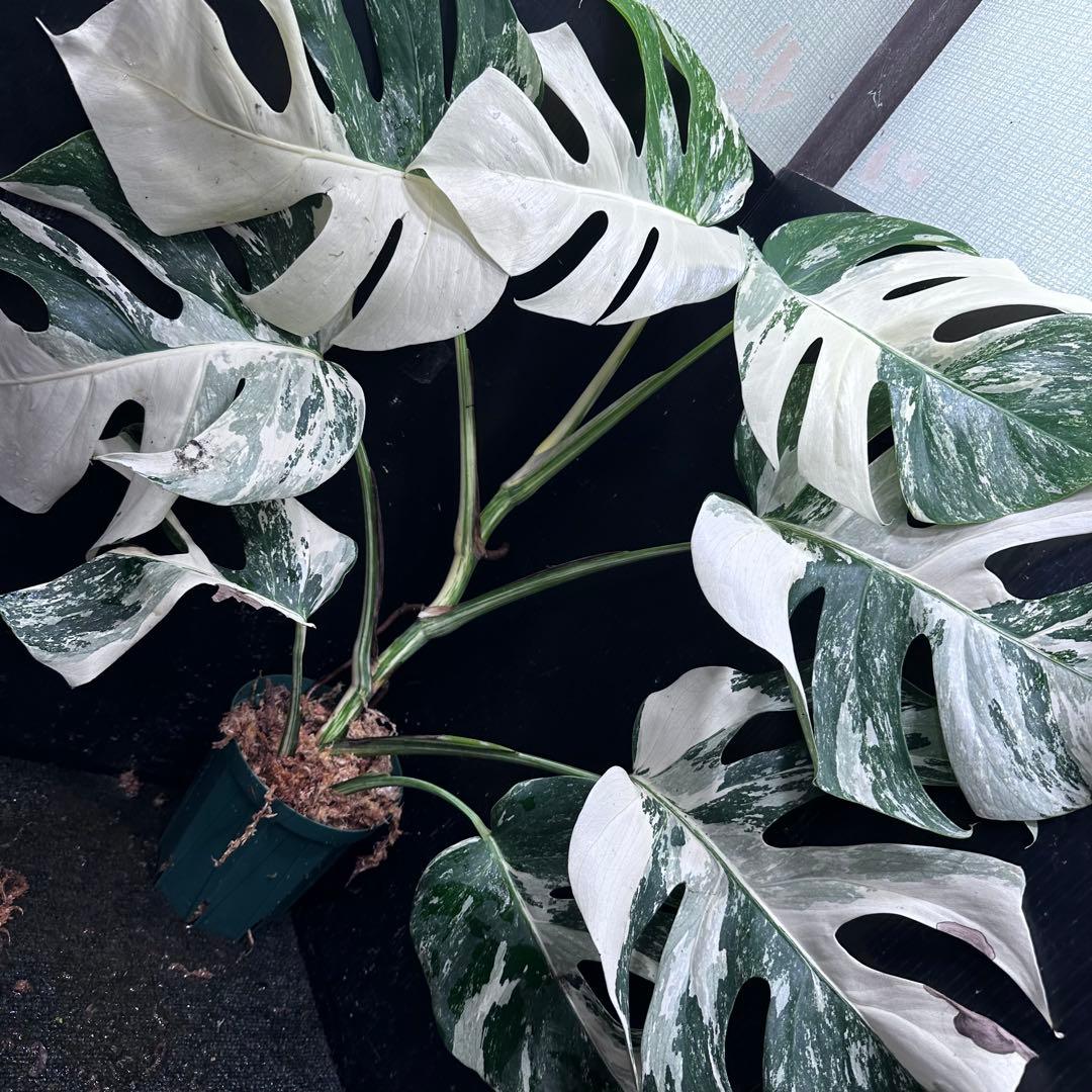 ミ*テ様 斑入りモンステラ ホワイトタイガー極美大株72cm白斑多