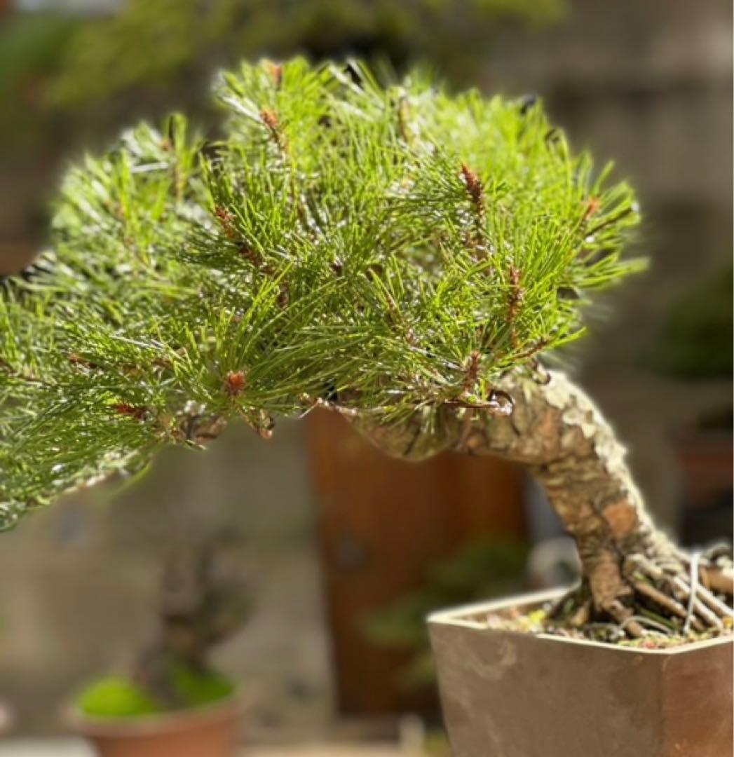 れ*れ様 黒松盆栽