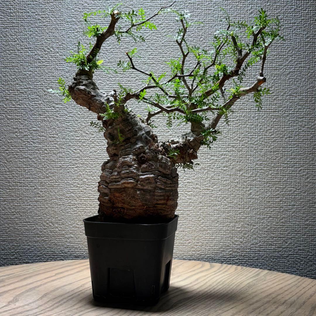 オペルクリカリア パキプス②