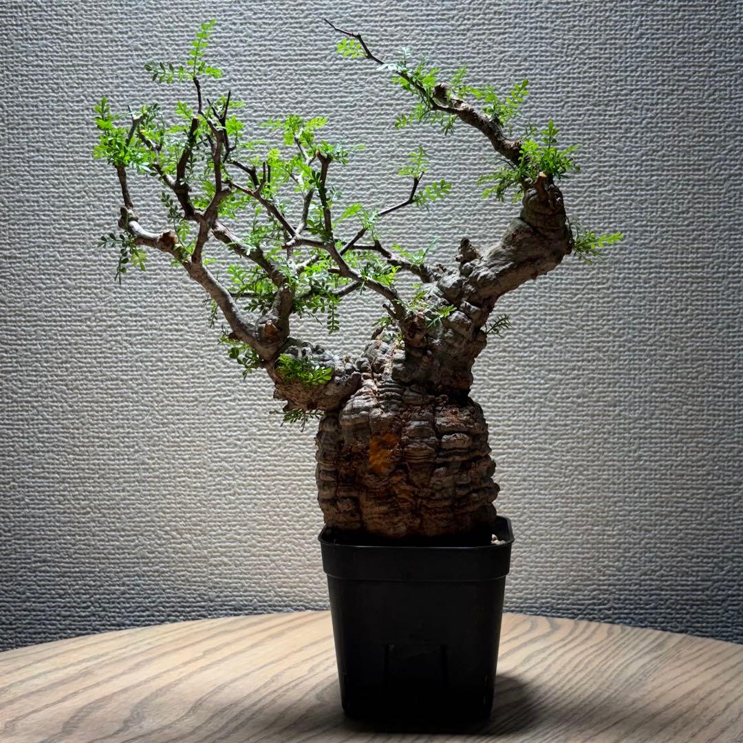 オペルクリカリア パキプス②