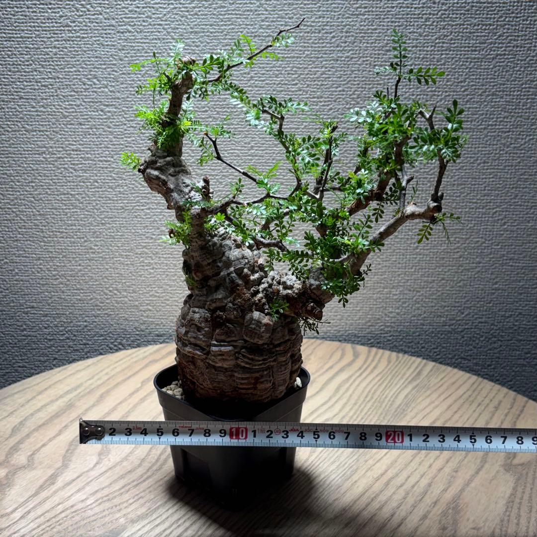 オペルクリカリア パキプス②