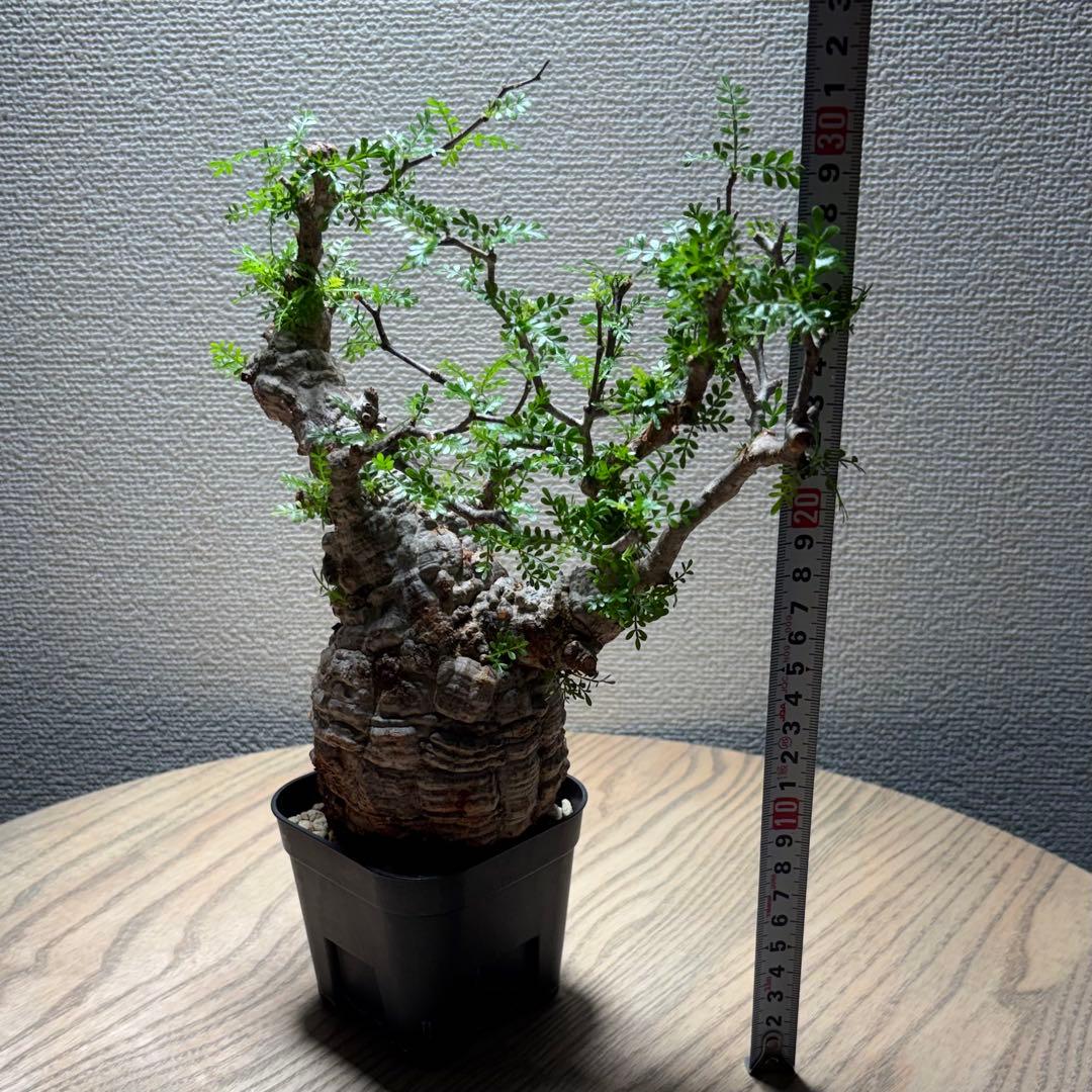 オペルクリカリア パキプス②