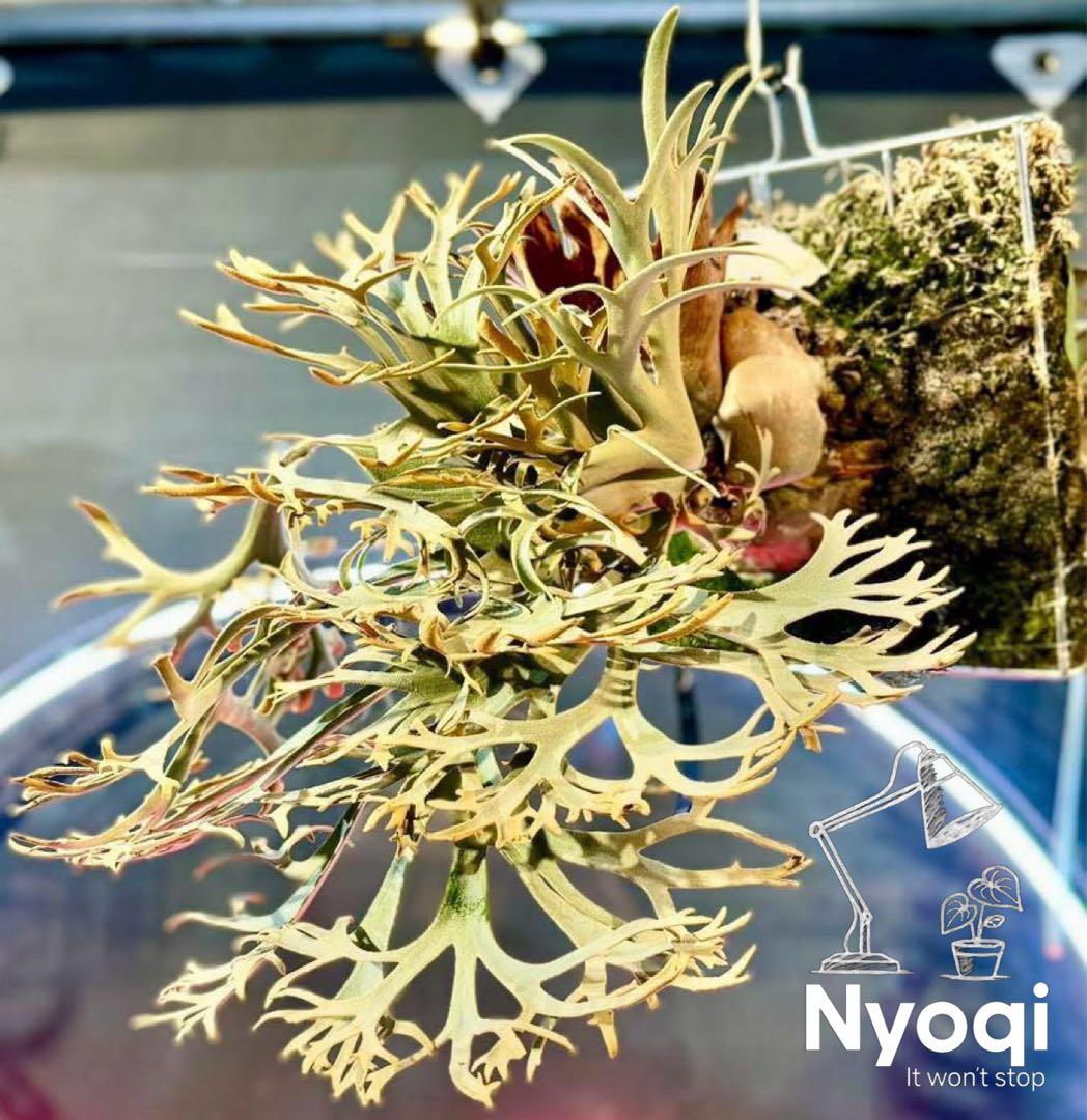 【メルカリ便】P. wilinckii Golden Boy spore【17】