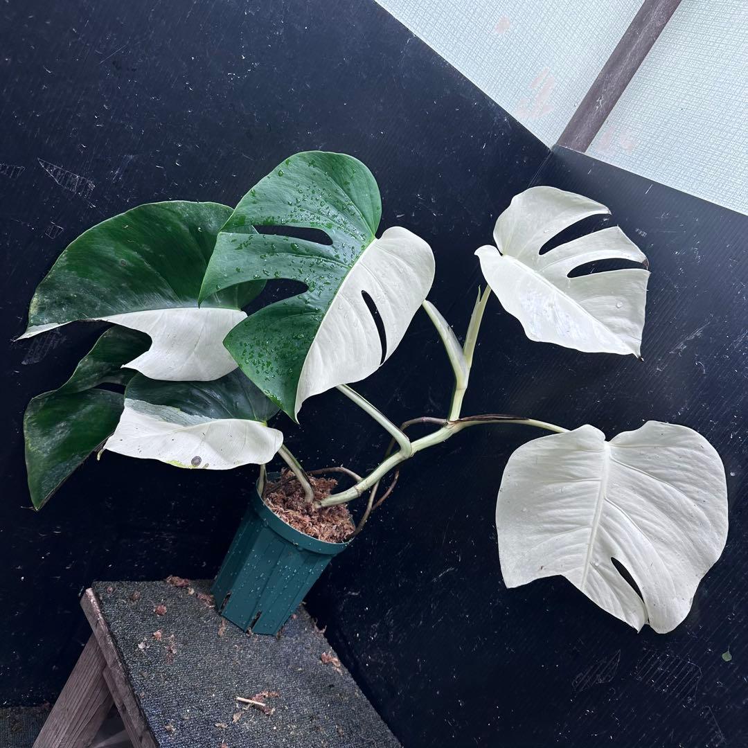 あ*さ様 モンステラ斑入りハーフムーンホワイトタイガー極美斑入り　　 57cm