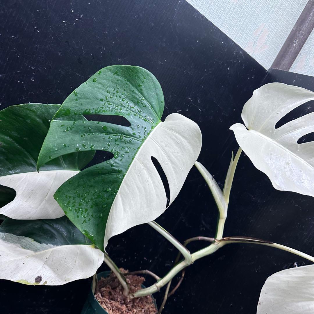 あ*さ様 モンステラ斑入りハーフムーンホワイトタイガー極美斑入り　　 57cm