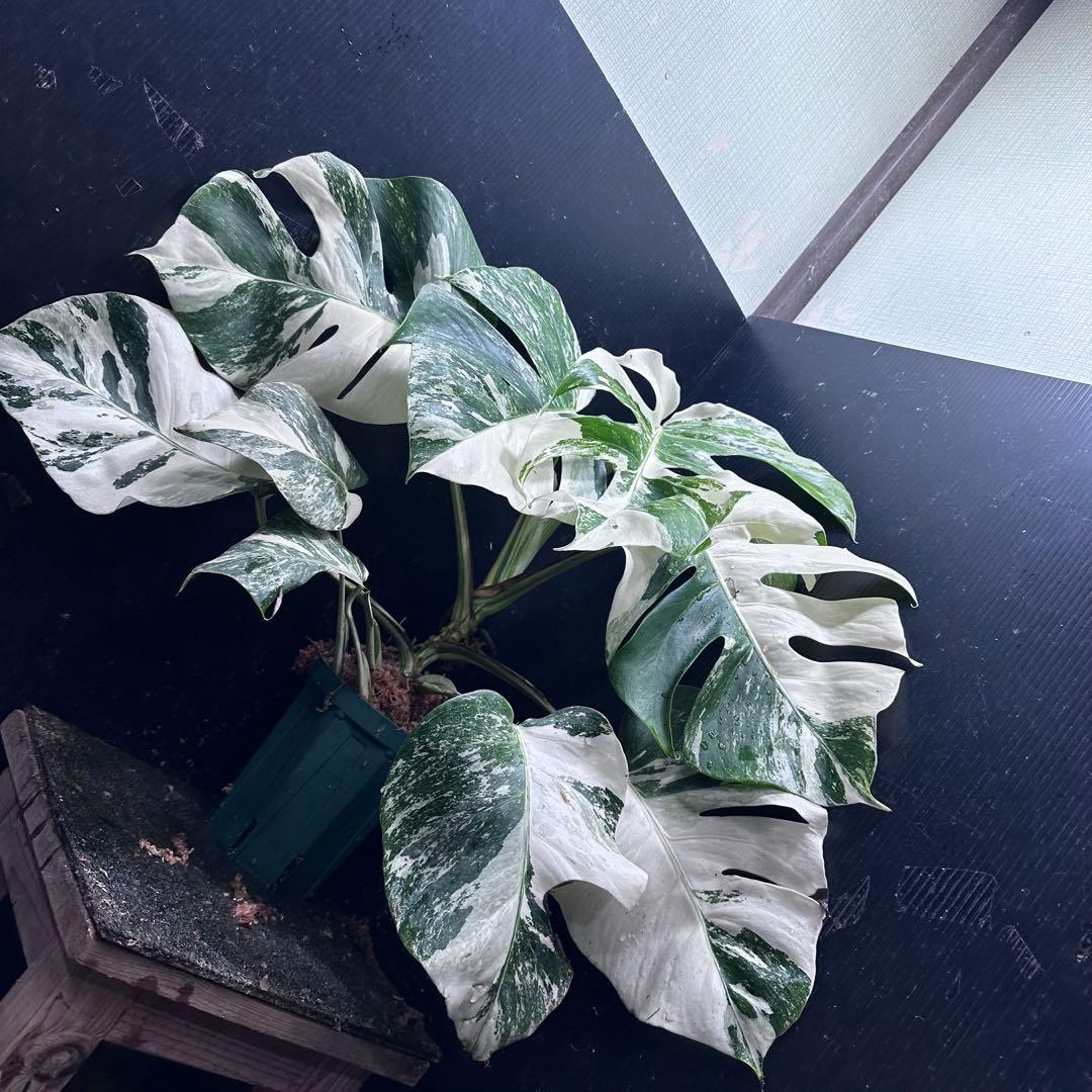 シ*ー様 斑入りモンステラ ホワイトタイガー極美大株52cm白斑多
