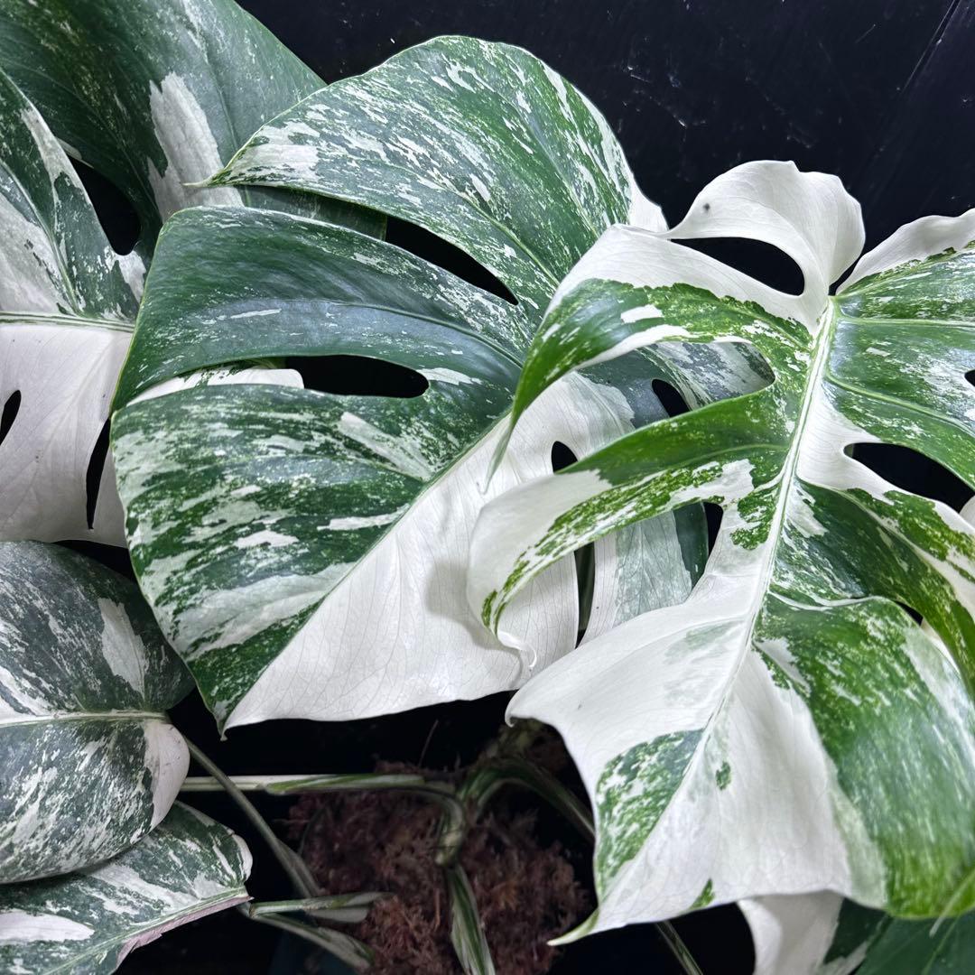 シ*ー様 斑入りモンステラ ホワイトタイガー極美大株52cm白斑多