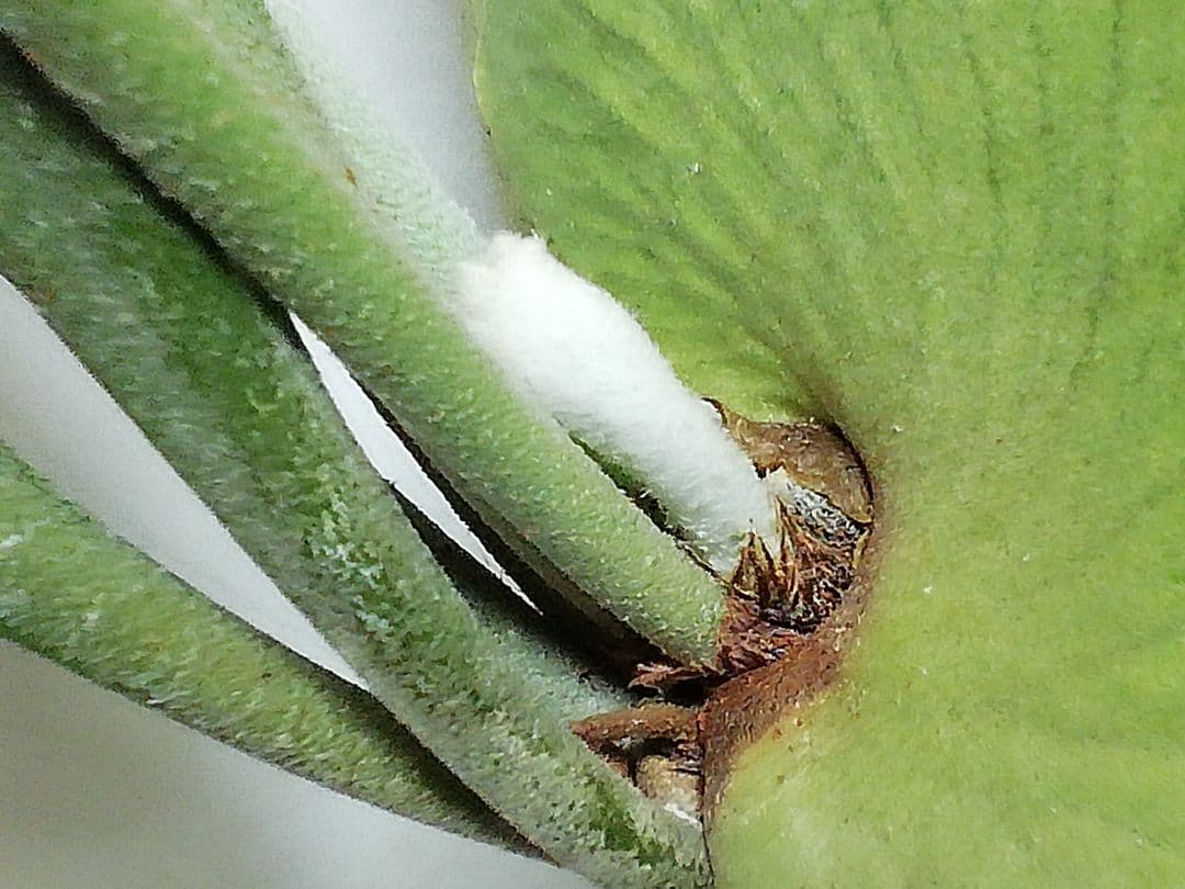 help help helpビカクシダ　希少なビフルカッム