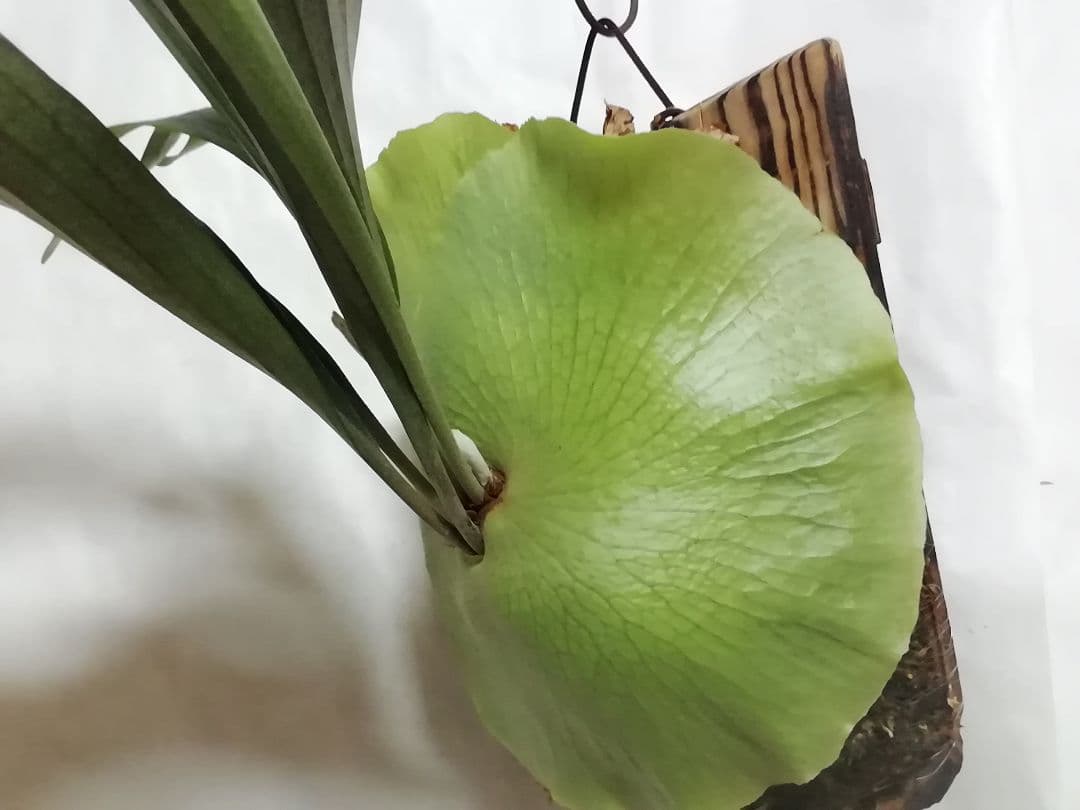 help help helpビカクシダ　希少なビフルカッム