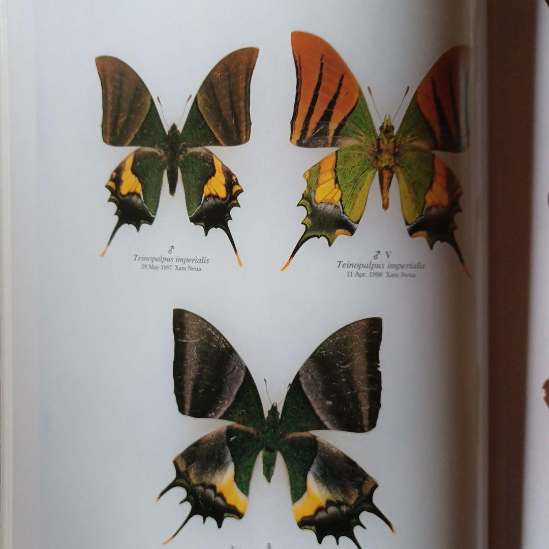 蝶の本　ラオス蝶類図譜