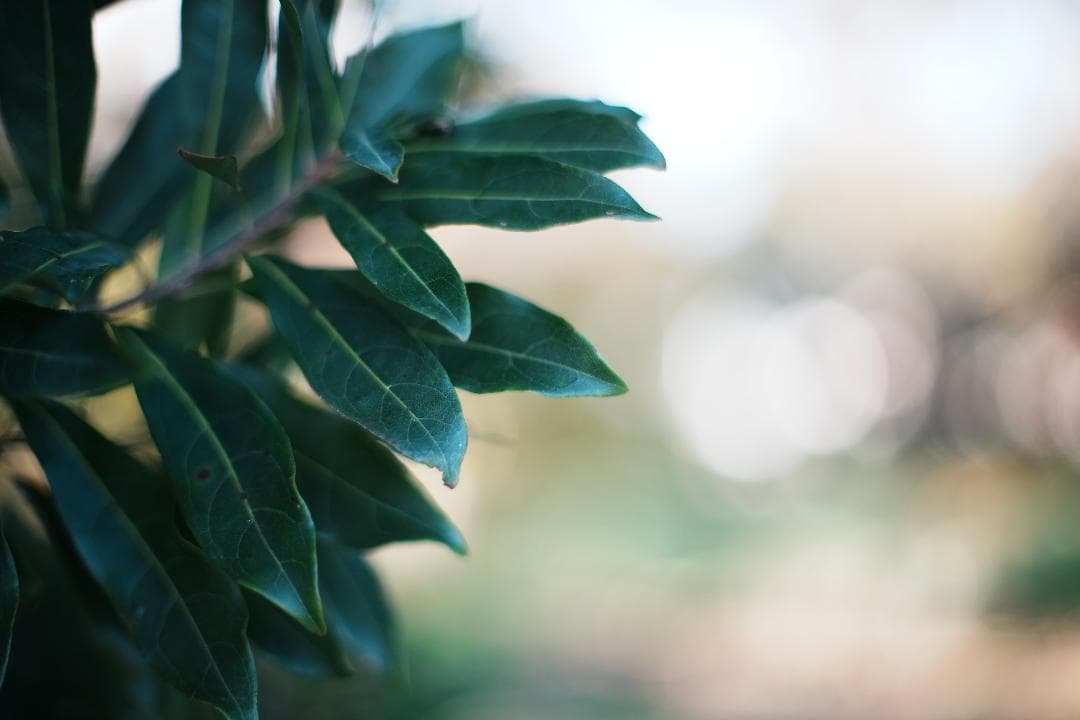 【バブルボケ】動作◎ ミノルタ New MD 50mm F1.4 953