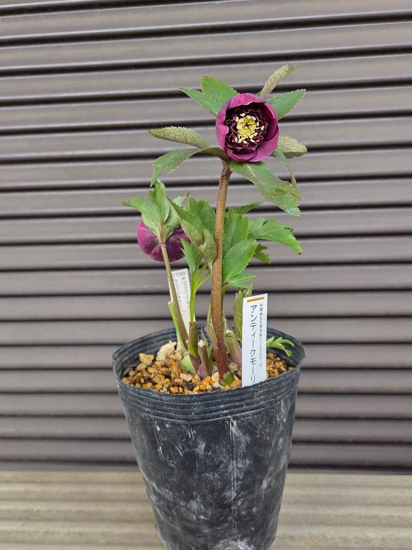 まい様お取り置き専用　 加藤農園 認定【アンティークモーリー】sd