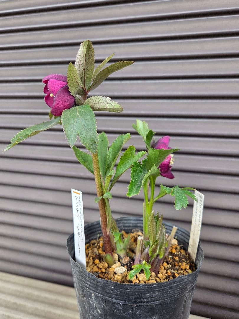 まい様お取り置き専用　 加藤農園 認定【アンティークモーリー】sd