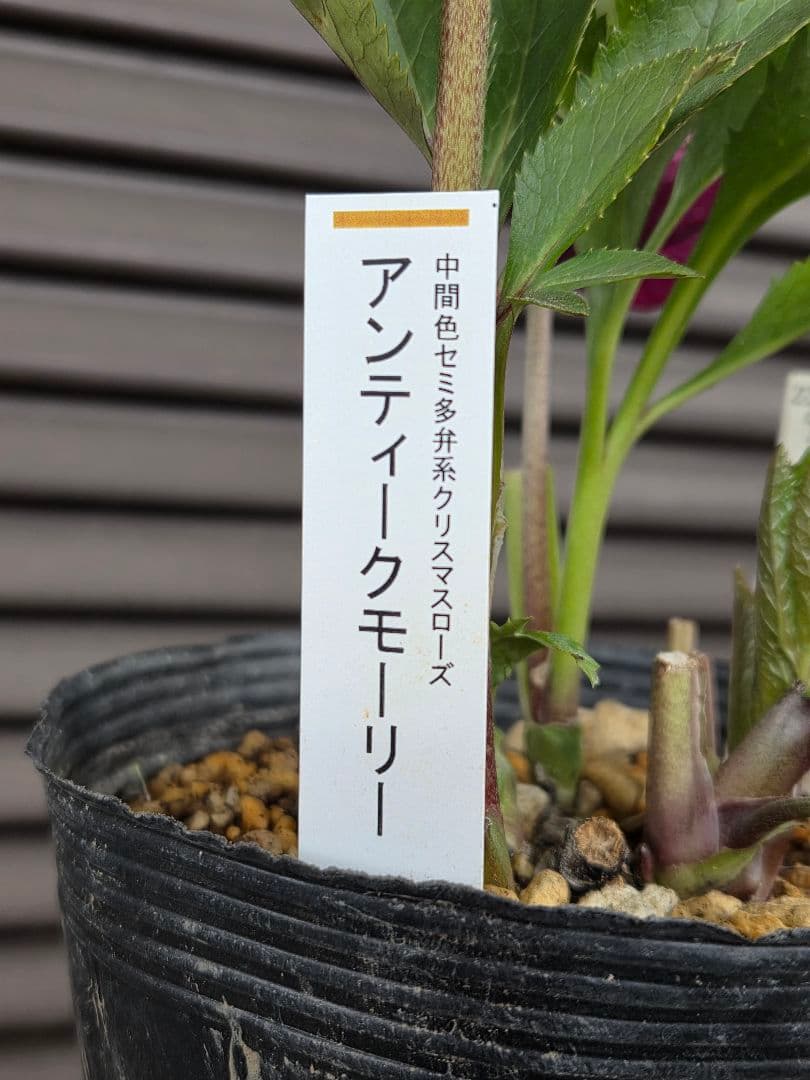 まい様お取り置き専用　 加藤農園 認定【アンティークモーリー】sd