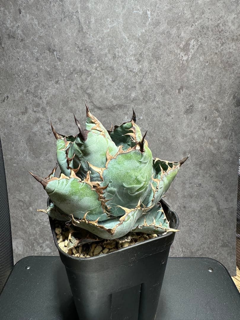 チタノタブルー　ボールタイプ