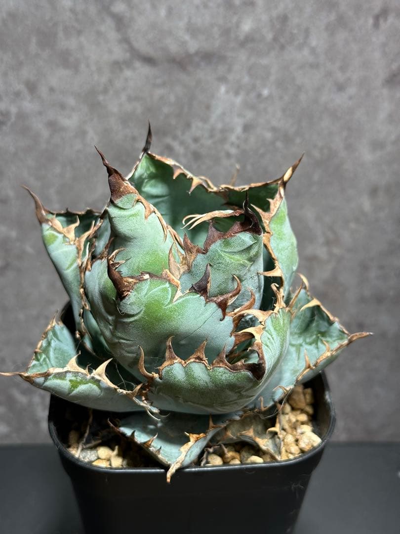 チタノタブルー　ボールタイプ