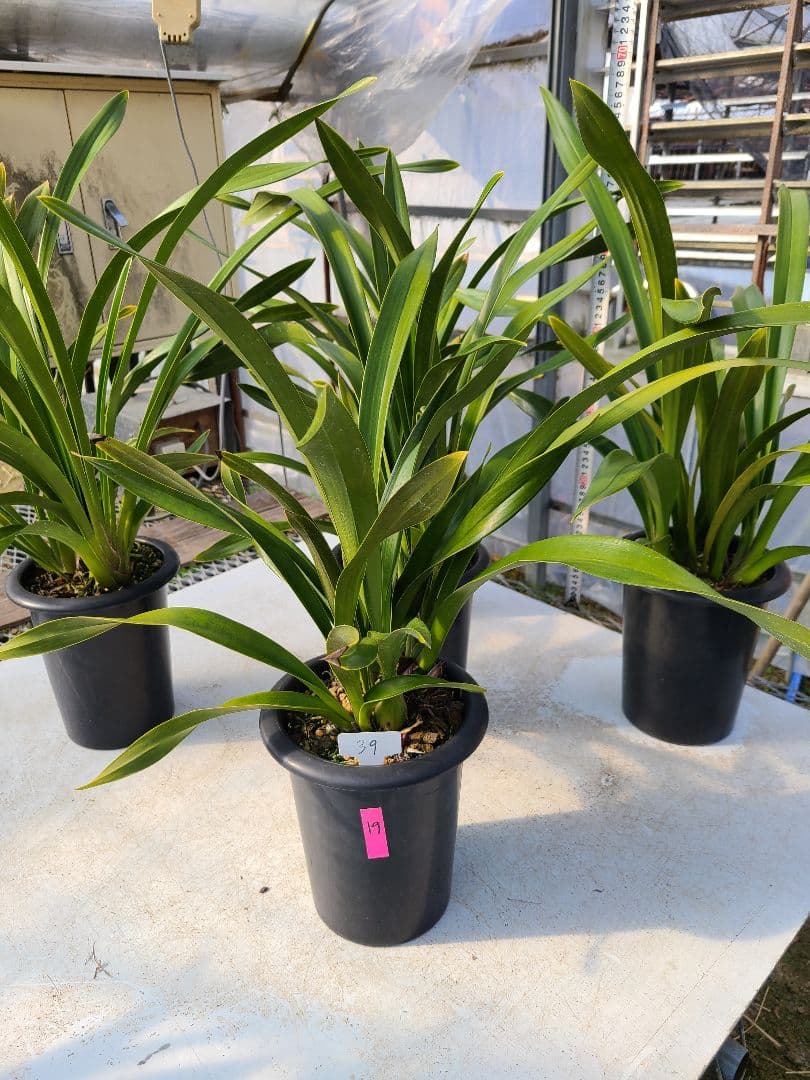 ゆ*ず様 フォアゴットンフルーツ。花芽合計19個。5鉢セット。蜜蜂誘引蘭。シンビ