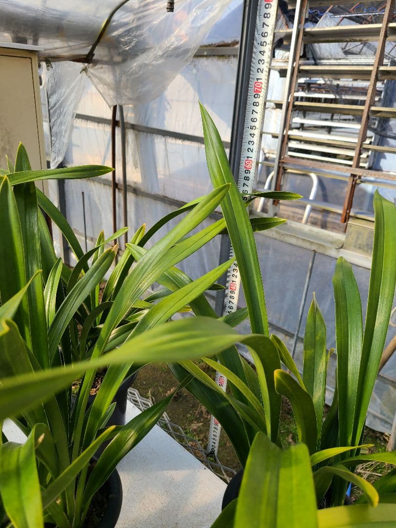 ゆ*ず様 フォアゴットンフルーツ。花芽合計19個。5鉢セット。蜜蜂誘引蘭。シンビ