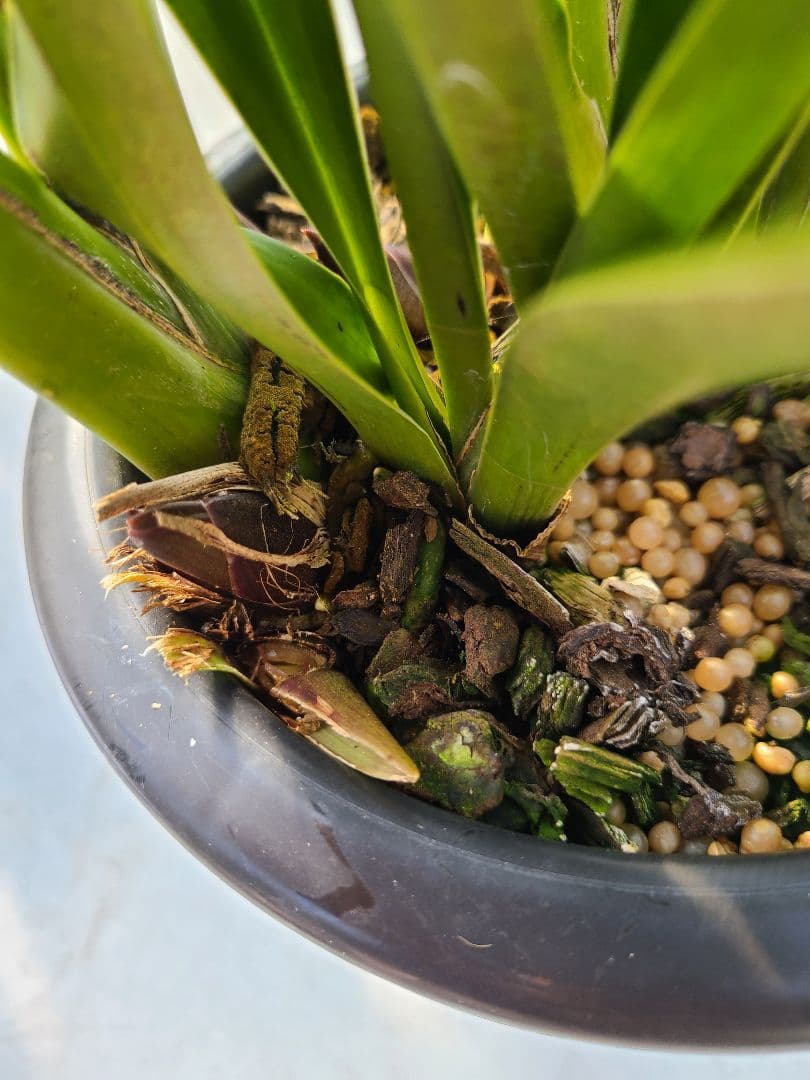 ゆ*ず様 フォアゴットンフルーツ。花芽合計19個。5鉢セット。蜜蜂誘引蘭。シンビ