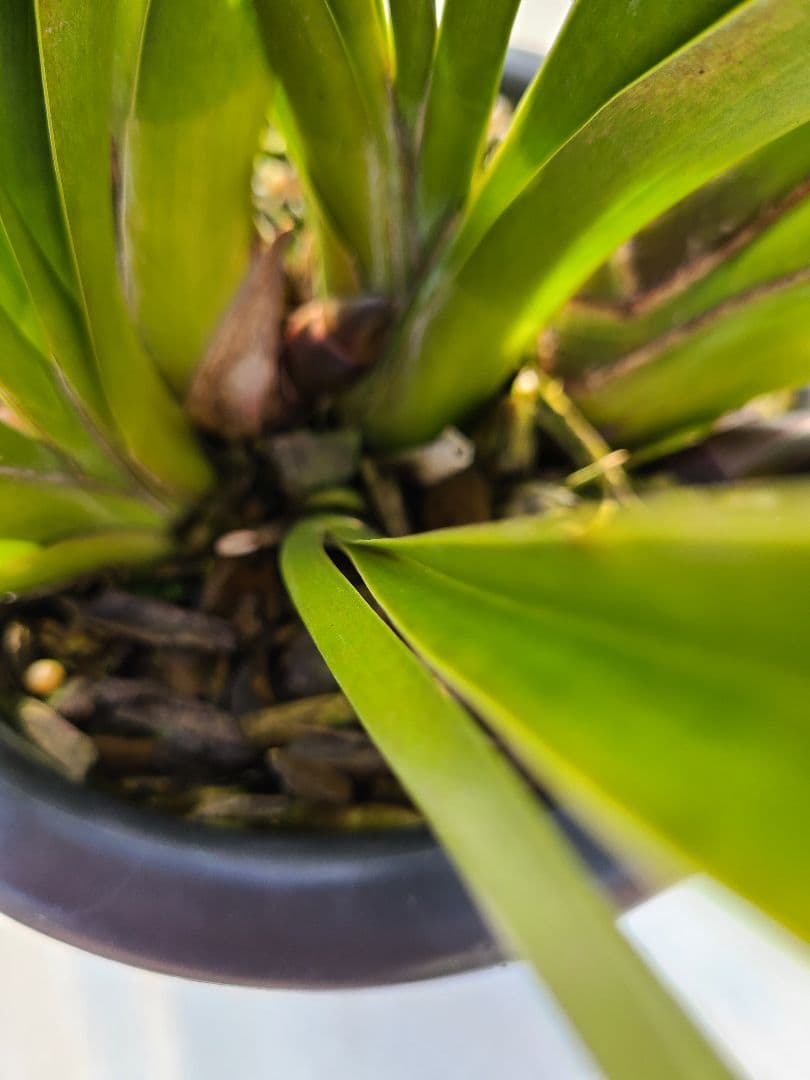 ゆ*ず様 フォアゴットンフルーツ。花芽合計19個。5鉢セット。蜜蜂誘引蘭。シンビ