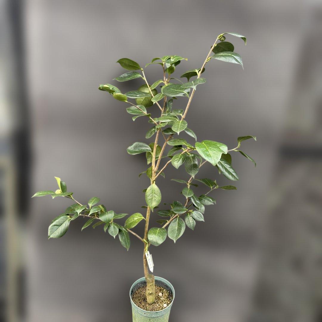 獅子王(ししおう)