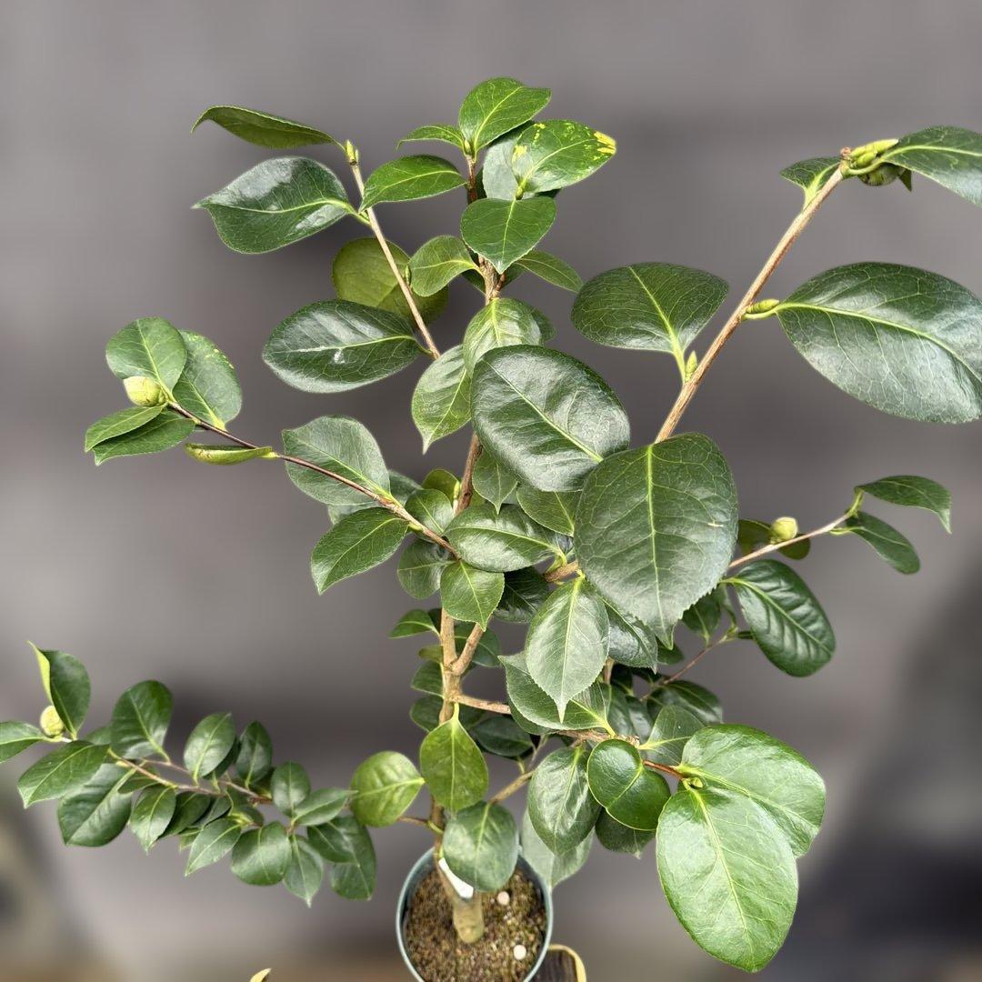 獅子王(ししおう)